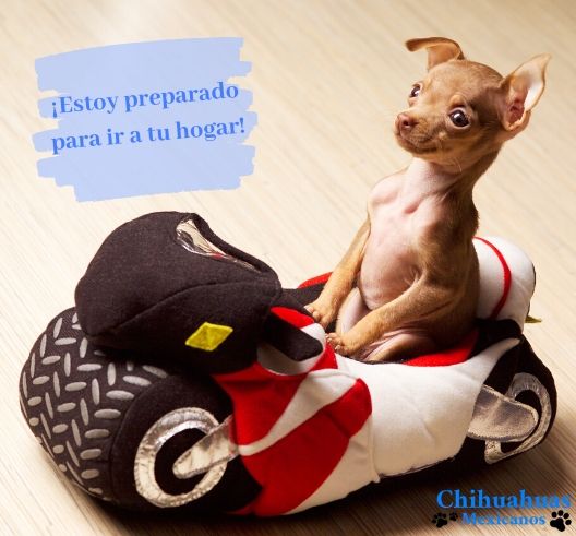 Comprar chihuahuas barcelona, Chihuahuas Mexicanos