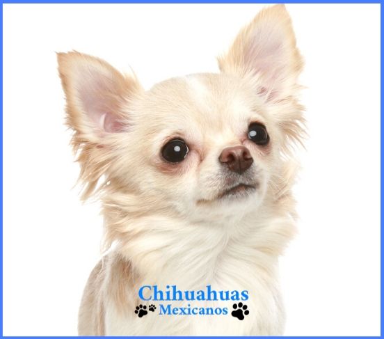 Chihuahua pelo largo miniatura, Chihuahuas Mexicanos