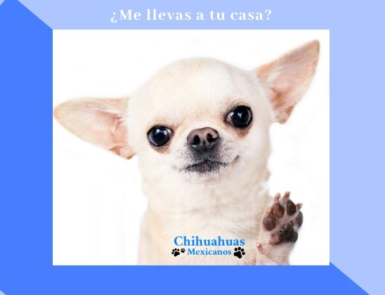 criadero chihuahua madrid, Chihuahuas Mexicanos