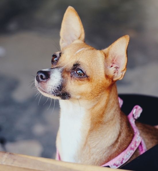 Completo cordura Desarrollar Chihuahua toy: un perro para todas las personas y momentos
