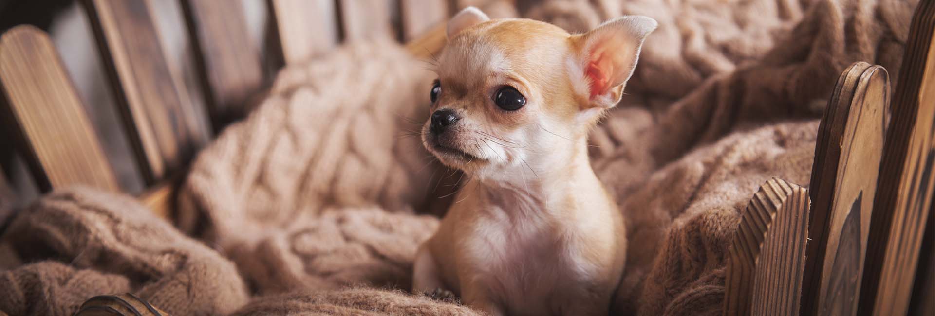 Contacto para comprar cachorro chihuahua, Chihuahuas Mexicanos